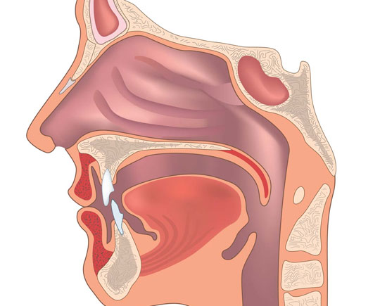 Ear, Nose & Throat